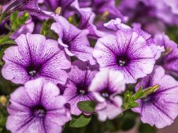 Pflanztage 20. April bis 6. Mai